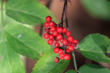 Yeşil bir bitkisel arka planda ormandaki yabani çilek