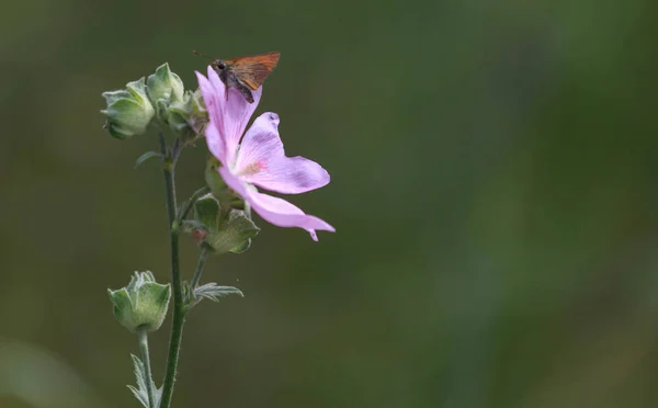 Kapalı Kelebek çiçeğin üzerinde Görüntü arkaplanı — Stok fotoğraf