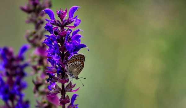 Fechado borboleta no fundo flor-Borrão flor — Fotografia de Stock