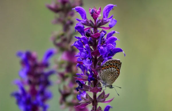 Fechado borboleta no fundo flor-Borrão flor — Fotografia de Stock
