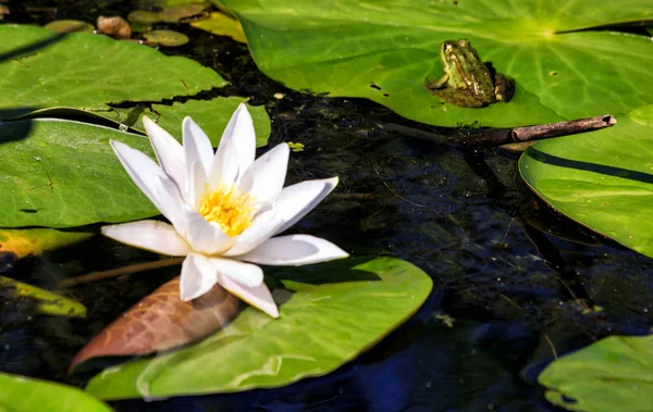 Grenouille verte et nénuphar — Photo