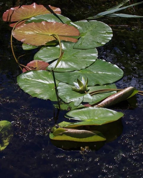 Листья нимфы на поверхности воды — стоковое фото