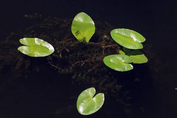 Nymphea leaves on the surface of the water — Stock Photo, Image
