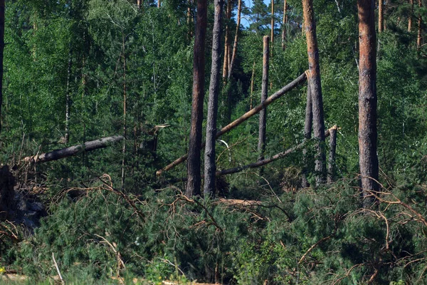 A broken tree in half. As a result of the hurricane — Stock Photo, Image