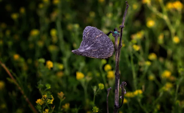 Zelené kamaše Shieldbug, známý také jako lesní Bug — Stock fotografie