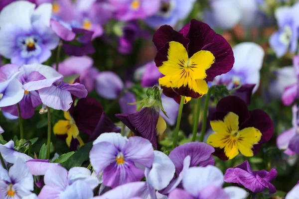 Mixed pansies in garden — Stock Photo, Image