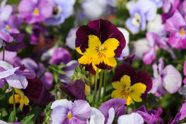 Mixed pansies in garden — Stock Photo, Image