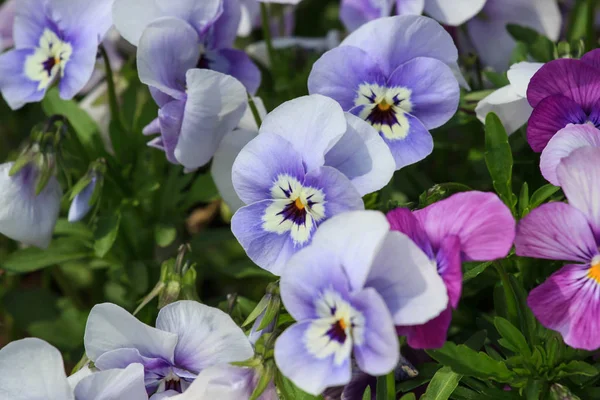 Mixed pansies in garden — Stock Photo, Image