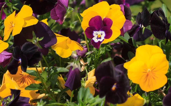 Mixed pansies in garden — Stock Photo, Image