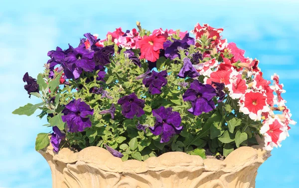 Colorful petunia flowers — Stock Photo, Image