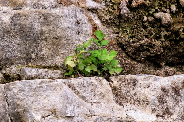 Plant grow up on cracked stone.