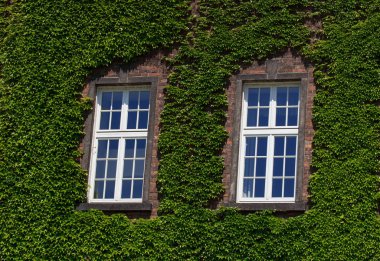 Eski duvar ile pencere büyümüş vahşi yeşil bitki ile. Dış tasarımı, Açık Bahçe arka plan.