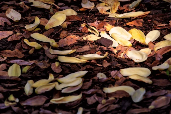 Background of the fallen leaves of the magnolia — Stock Photo, Image