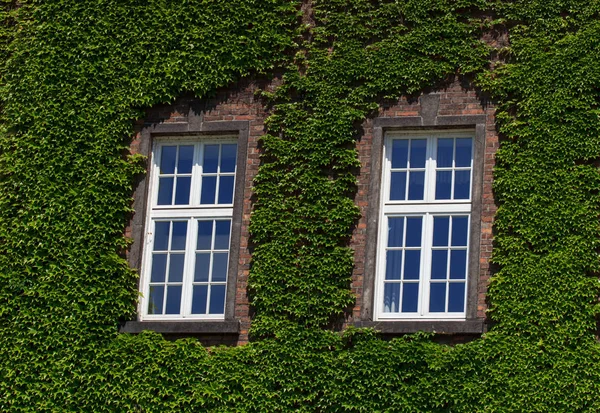 Eski duvar ile pencere büyümüş vahşi yeşil bitki ile. Dış tasarımı, Açık Bahçe arka plan.