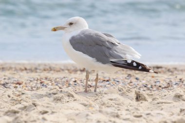 Güneşli bir günde bir kaya arka plan mavi deniz üzerinde oturan martı