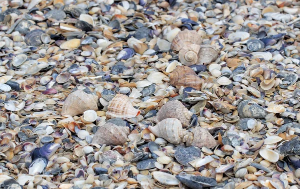 arka plan olarak kum üzerinde deniz kabukları