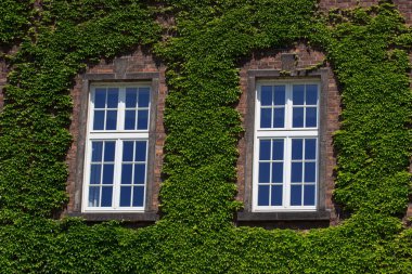 Eski duvar ile pencere büyümüş vahşi yeşil bitki ile. Dış tasarımı, Açık Bahçe arka plan.