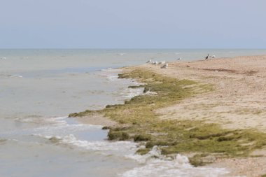 Güzel turkuaz deniz ve vahşi bir plaj