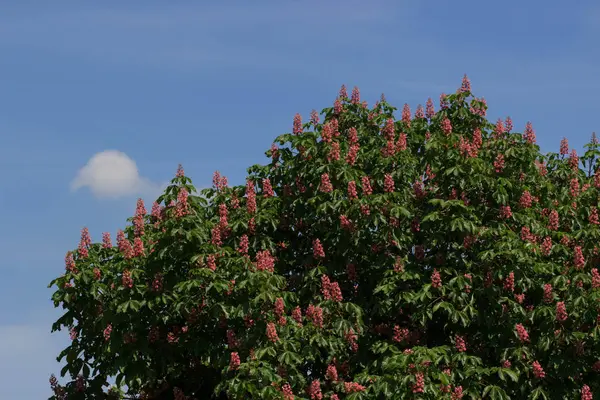 붉은 말-밤나무, 마 carnea, 하이브리드 마 hippocastanum, — 스톡 사진