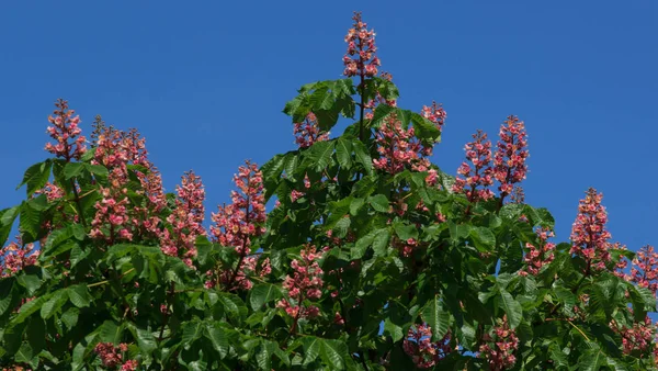 Red horse-chestnut, Aesculus carnea, hybrid Aesculus hippocastanum, — Stock Photo, Image