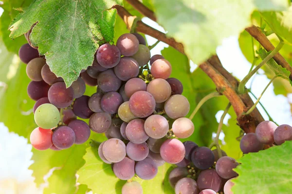 Sarmaşıktan sarkan büyük bir demet kırmızı şarap üzümü. Olgunluk artışı