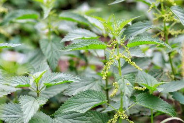 Isırgan otu. Doğa büyümek.