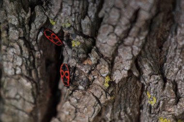 Tahtakurusu-asker bir ağaç gövdesi, kırmızı-siyah böceği, süper makro modu
