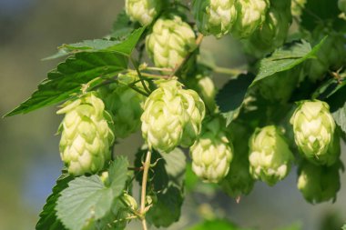 Yeşil hop dalları