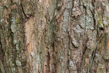 ahşap arkaplan veya doku