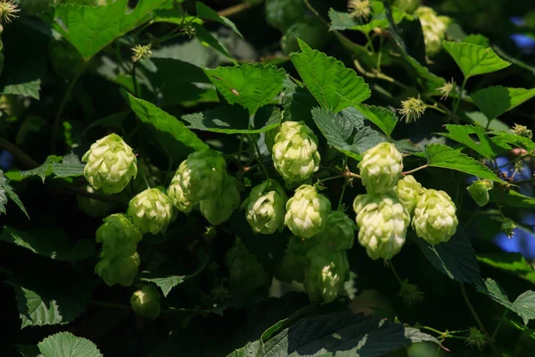 Yeşil hop dalları