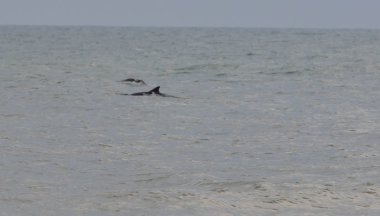 Karadeniz'de yaygın yunuslar