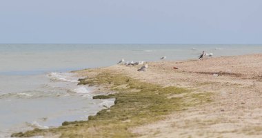 Güzel turkuaz deniz ve vahşi bir plaj