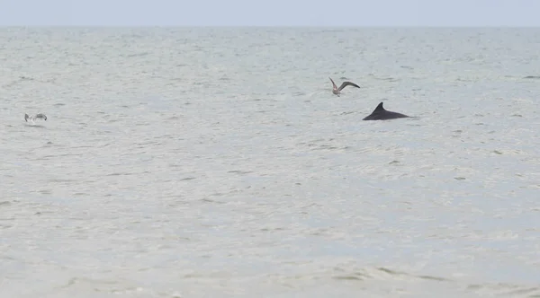 Τα κοινά δελφίνια στη Μαύρη Θάλασσα — Φωτογραφία Αρχείου