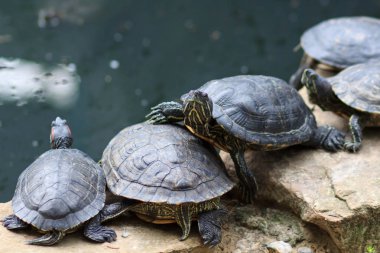 Grup kaplumbağalar da gölet üzerinde güneşte