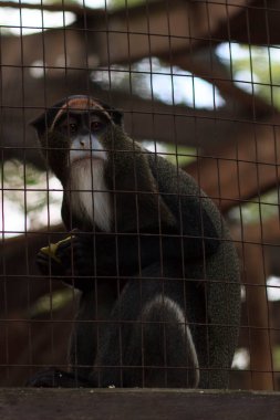 Şempanze içinde belgili tanımlık kafes .