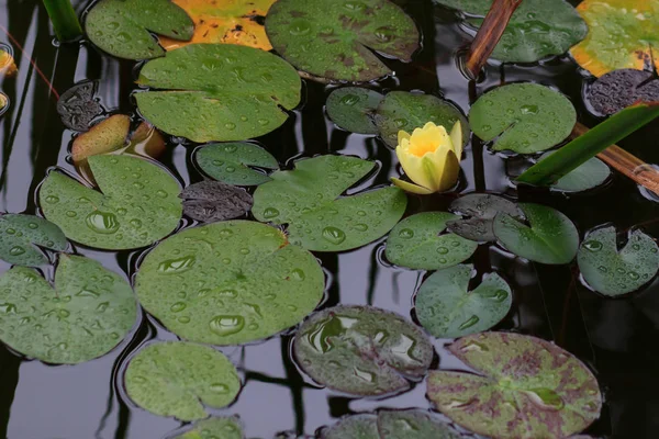 Žlutý a růžový leknín na rybník — Stock fotografie