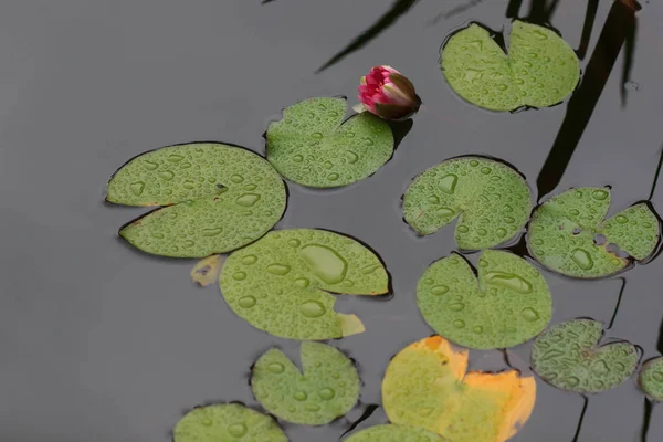 Lírio de água amarelo e rosa em uma lagoa — Fotografia de Stock