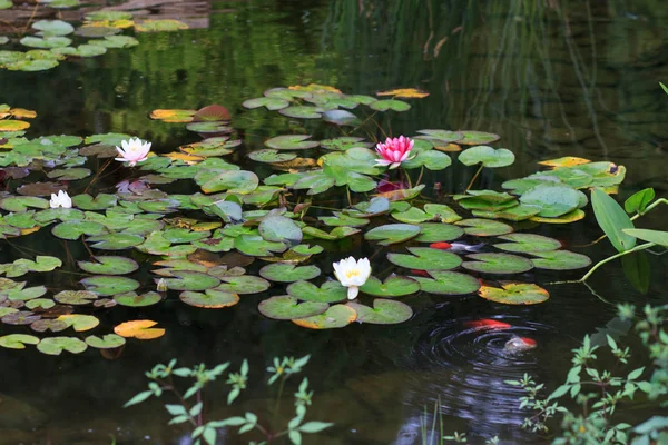 White and Pink Water Lily on a Pond — Stock Photo, Image