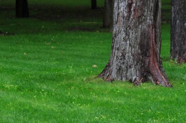 yaz yeşil çimen ve ağaç ormanı