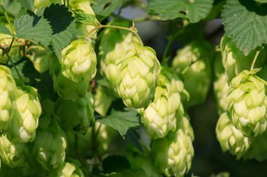 Yeşil hop dalları