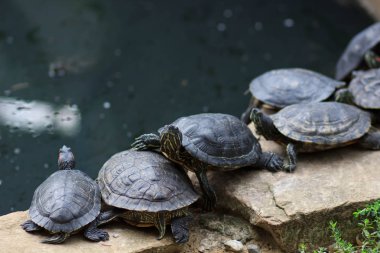 Grup kaplumbağalar da gölet üzerinde güneşte