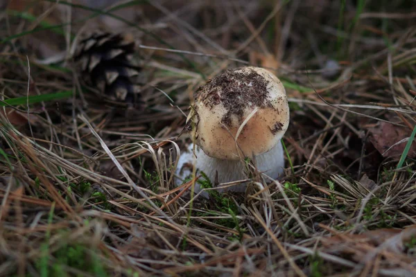 Ormandaki mashroom — Stok fotoğraf