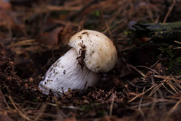 Mashroom na floresta — Fotografia de Stock