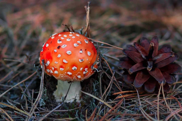 Fly Amanita houby v podzimním světle v lese na podzim — Stock fotografie