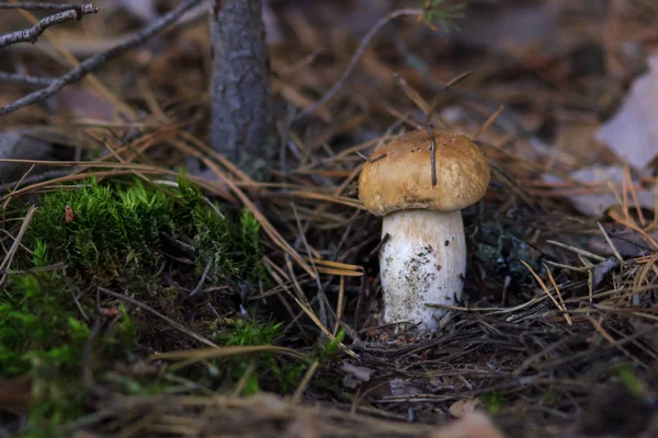 숲에서 mashroom — 스톡 사진