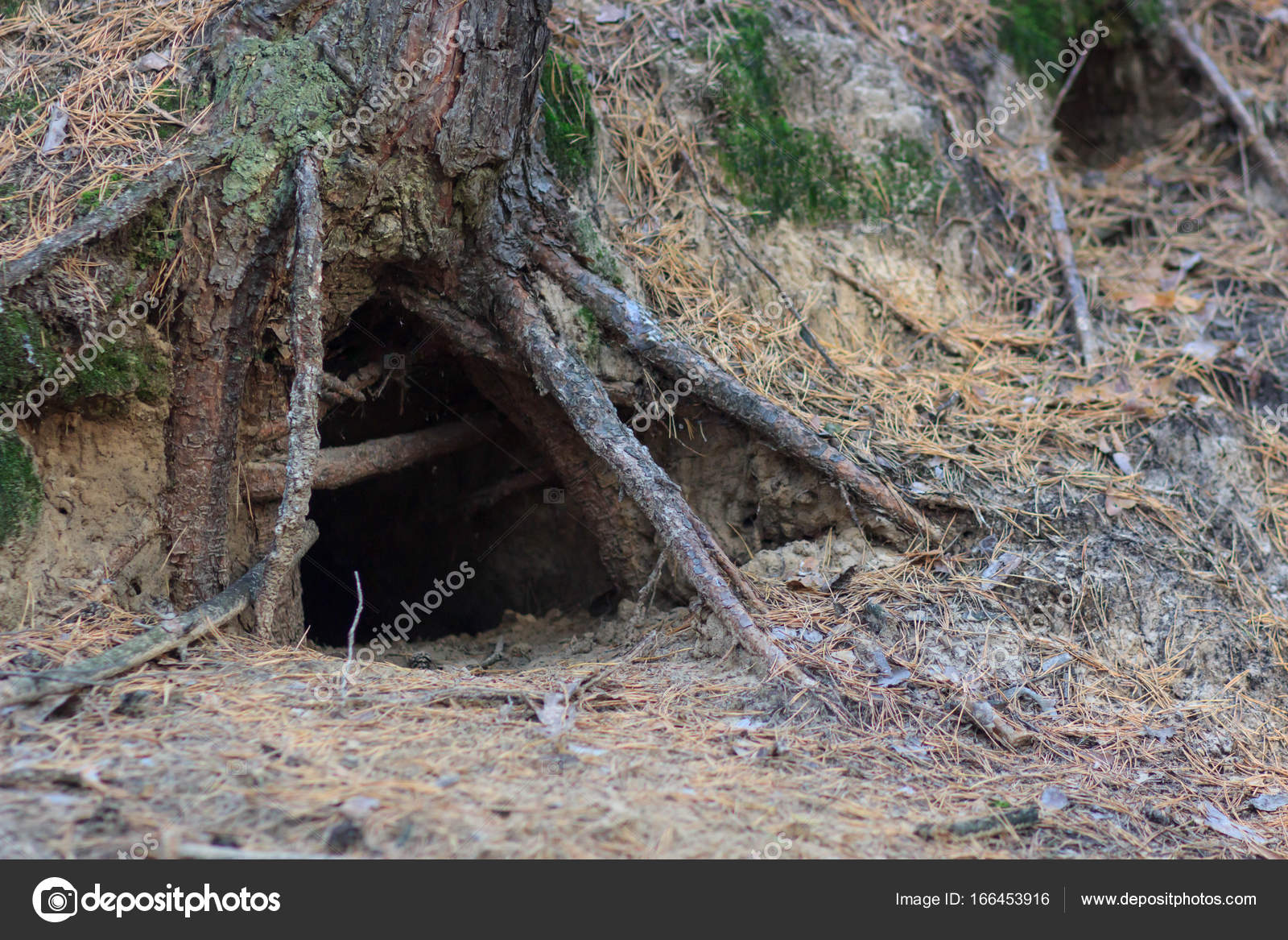 Animal home in tree hole Stock Photo by ©scherbinator 166453916