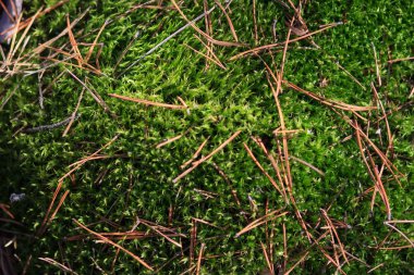 Yosun ve çam düşmüş iğneler doku. Sonbahar yosun ile zemin ıslak yüzey