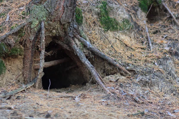 Accueil des animaux dans le trou des arbres — Photo