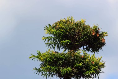 yeşil çayır on ağacının