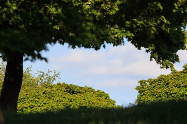 Yapraklarla çerçevelenmiş taze yeşil yaprak ağaçlarından oluşan manzaralı bir orman. Güneş, sıcak ışınlarını yeşilliklere saçıyor.